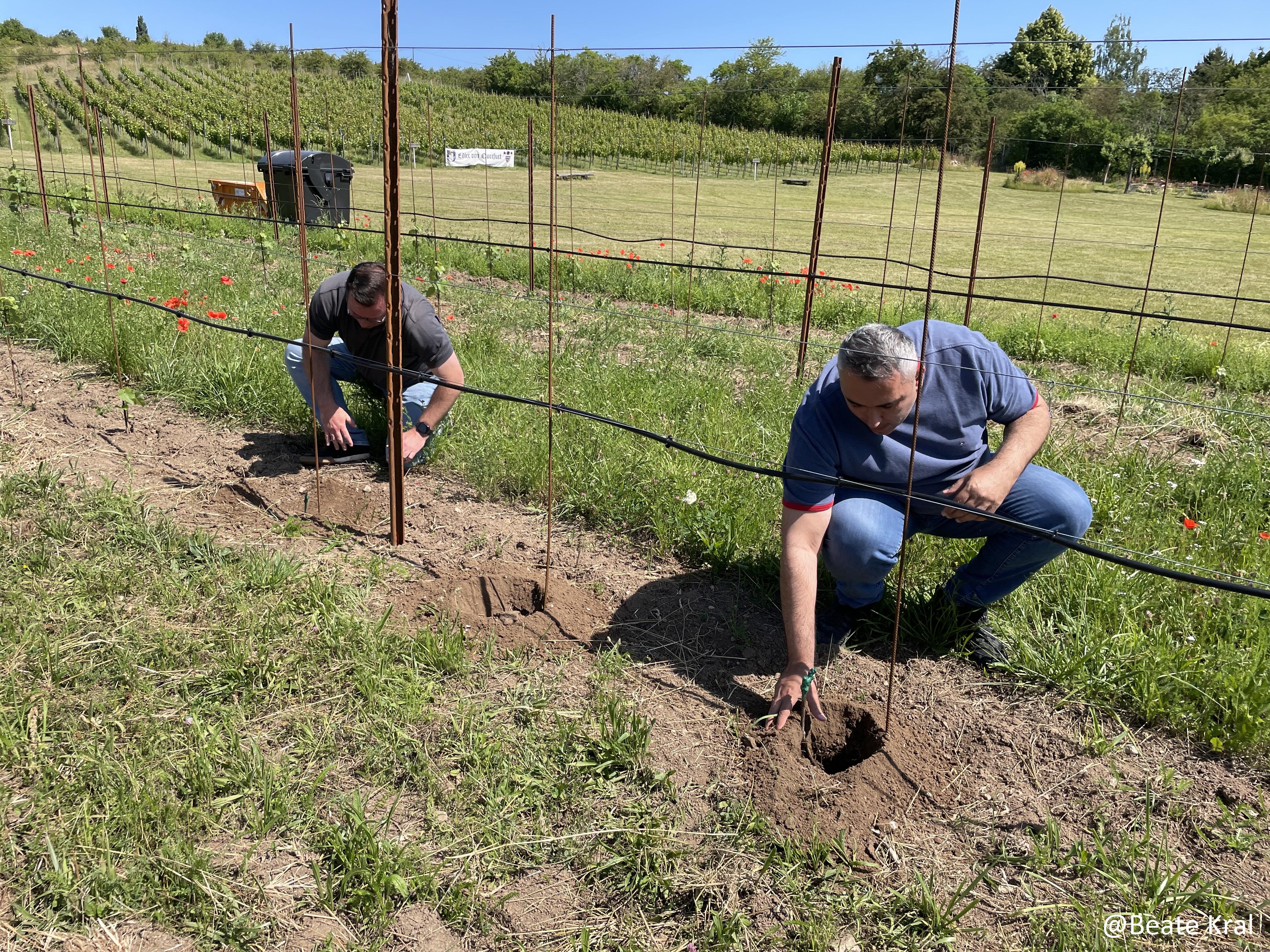 Pflanzung junger Reben durch die Teilnehmer